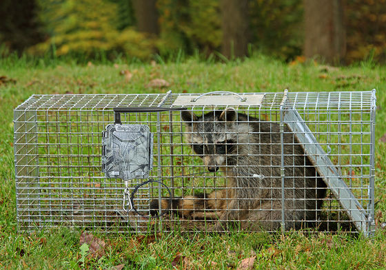 กล้องล่าแบบไร้สาย HD