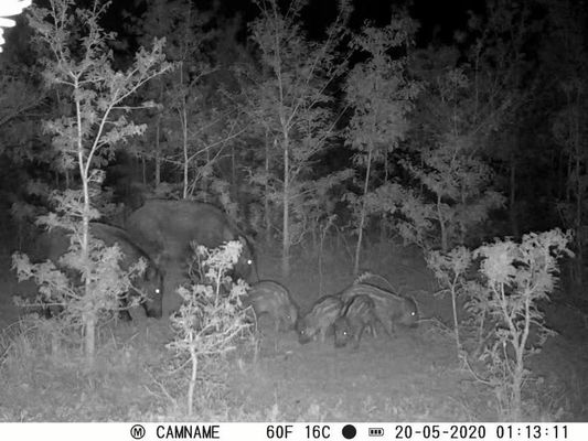 กล้องล่าสัตว์ IP67 No-Glow พร้อมรองรับเลนส์ขนาดเล็ก 450 มม. และกล้องล่าสัตว์ HD ช่วงเวลา 1 วินาที - 60 นาที