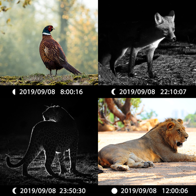 Hot-sale Animal Camera Fast Trigger Dual lens Full HD photo and video CE FCC ROHS Hunting Trail Camera